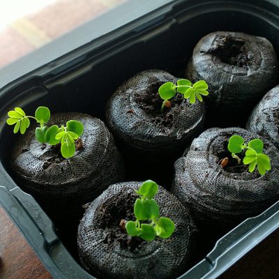 Zombie Plant Growing Kit
